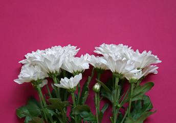 Chrysanthemum