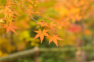 Naklejka na ściany i meble The scenery of autumn leaves in Kyoto,Japan.