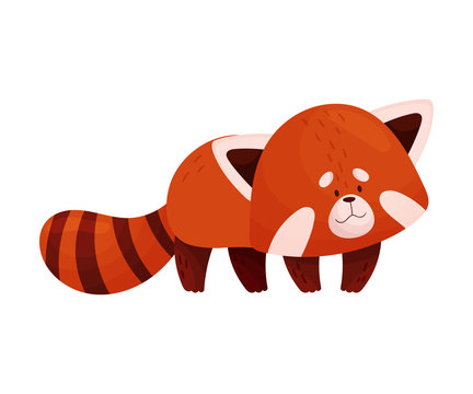 Cartoon Red Panda Character Standing on Paws Vector Illustration