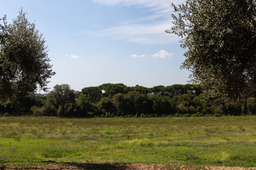 Trees on grass field with blue sky