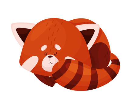 Cute Cartoon Red Panda Sleeping Curling Up in Ball Vector Illustration