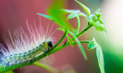 pictures of nature and chicago