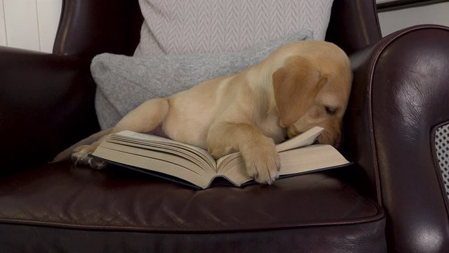 Beautiful labrador puppy devouring a book - literature concept