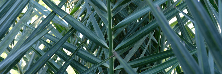 Plakat Tropical leaves, summer conept, green background. Abstract