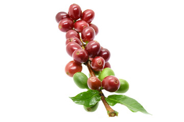 Coffee berries red green on branch and leaves, White background.