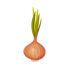 Whole Onion Bulb with Fresh Green Sprout, Culinary Ingredient Vector Illustration