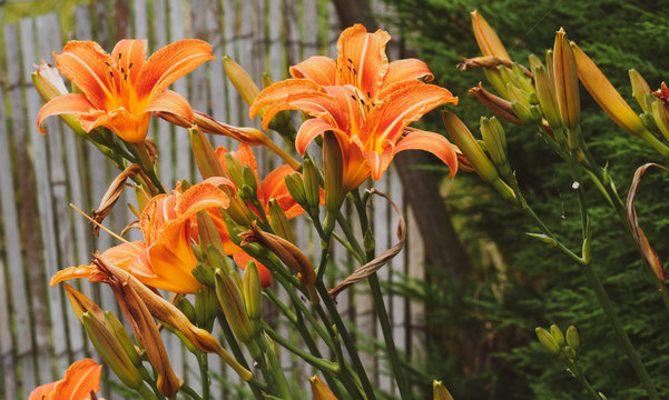 (Hemerocallis fulva) Die Gelbrote Taglilie oder Braunrote Taglilie mit gelb-roten Bl&uuml;ten, hellgelben Schlund und gelben Mittelstreifen auf den Bl&uuml;tenkronbl&auml;ttern