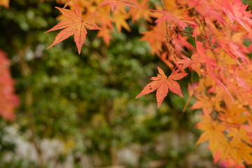 red maple leaves in autumn