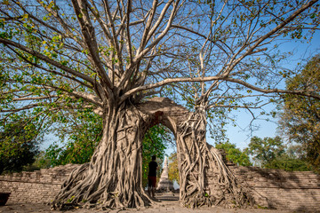 background of big trees that rise inside the archaeological site(Wat Phra Ngam,Khlong Sa Bua)the...