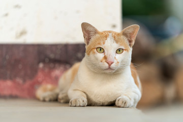 Cat chubby in Taipei. Cat in the ancient village. Cute cat at Houtong Cat Village, Taiwan.