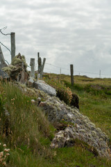 Naklejka premium Fields of Connemara, Ireland