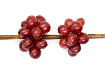 Coffee berry on branch on white background.