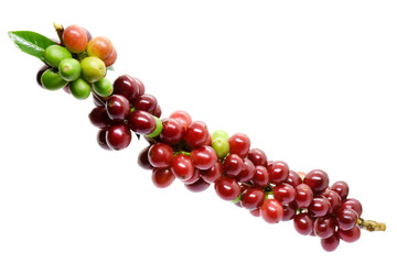 Coffee berry on branch on white background.
