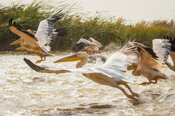A group of pelicans is taking off from river with feet barely touching the water, surrounded by...