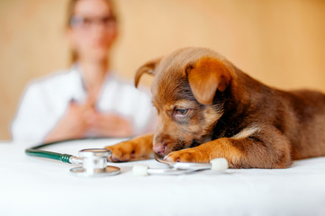 puppy at the vet, veterinary clinic