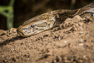 Head of a python in a naural habitat lying in dirt in Djoudj national park in Senegal. Sun lit snake head.