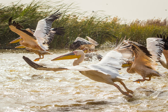 A group of pelicans is taking off from river with feet barely touching the water, surrounded by green plants. Pelicans in Djoudj national park in Senegal, Africa.