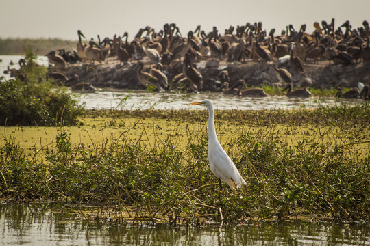 Bird, great white egret, is standing in green Djoudj national park in Senegal,Africa.  A big group of pelicans is visible on the island in the background.