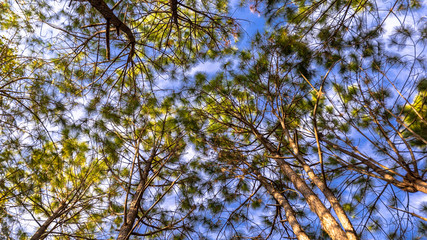 Pine trees looking up.