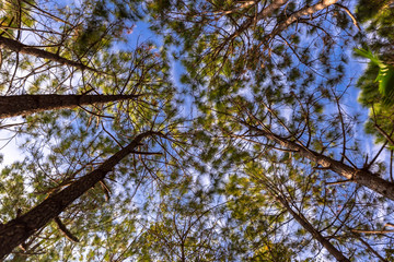 Pine trees looking up.