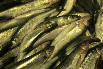 Fototapeta premium Background with fresh fish horizontally Close up. Trade is fresher the cooled fish. Pisces. Fresh smelt