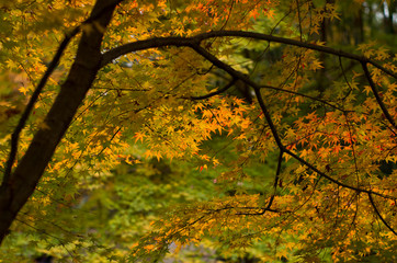 The scenery of autumn leaves in Kyoto,Japan.