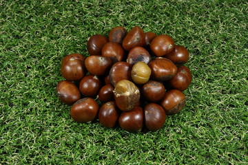 Baked fresh and organic chestnut on the grass field. Group of big ripe tasty chestnut. Healthy and diet menu. Traditional luxury appetizer in restaurant. High fiber and nutrition.