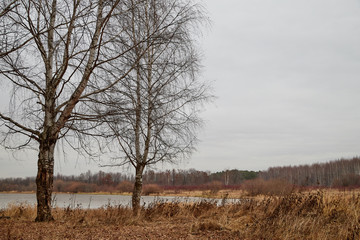 Yellow landscape in autumn cloudy day with trees, yellow grass and lake background