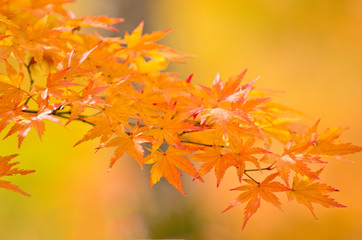 The scenery of autumn leaves in Kyoto,Japan.