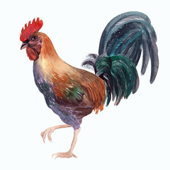 Watercolor compositions with poultry, chickens, roosters and eggs