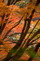 The scenery of autumn leaves in Kyoto,Japan.