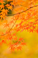 The scenery of autumn leaves in Kyoto,Japan.