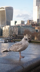 Seagull Relaxing In Cold Weather