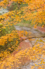 The scenery of autumn leaves in Kyoto,Japan.