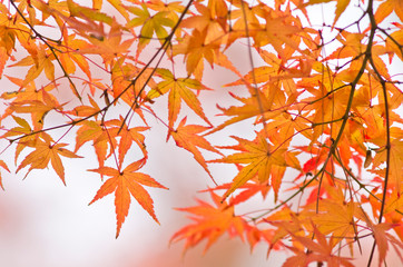 The scenery of autumn leaves in Kyoto,Japan.