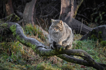 wild cat sitting on a tree trunk 