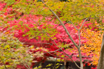 The scenery of autumn leaves in Kyoto,Japan.