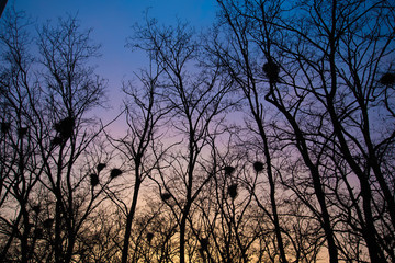 Obraz na płótnie Canvas Black tree trunks with nests of crows on the background of a beautiful sunset.