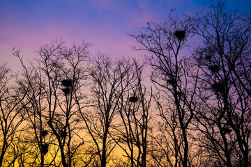 Dark trees with crows ' nests in the harsh light of a stunning sunset.