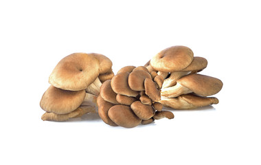 fresh oyster mushroom isolated on a white background