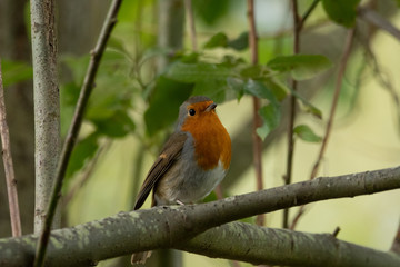 Robin