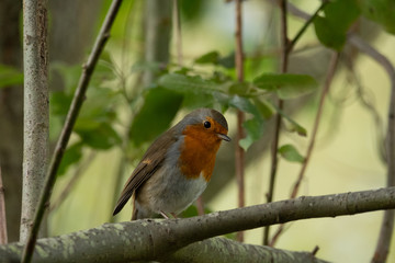 Robin