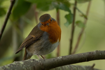 Robin