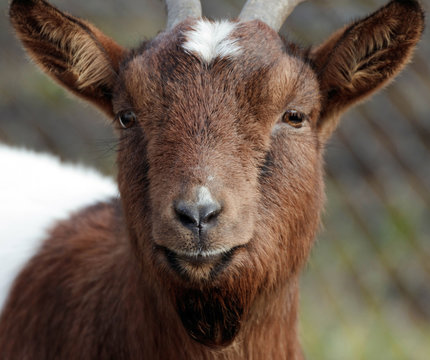 close up of a brown white goat 
