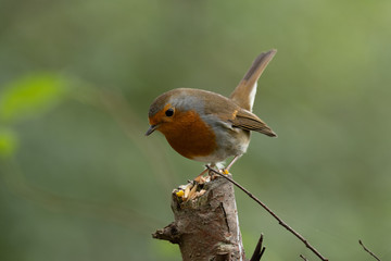 Robin