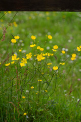 Fields of Connemara, Ireland