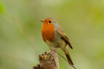 Robin