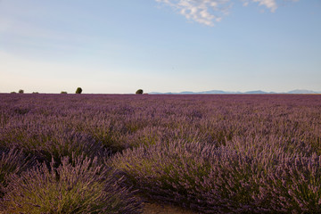 Lavender Flowers In Provence South Of France
