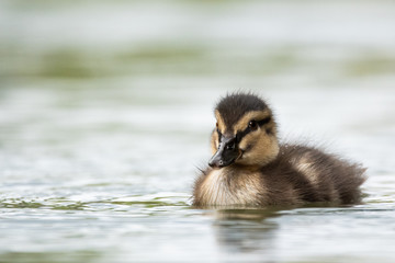 duckling berkhamsted
