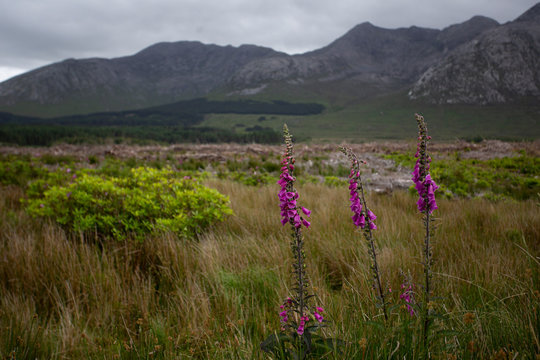 Fields Of Connemara, Ireland